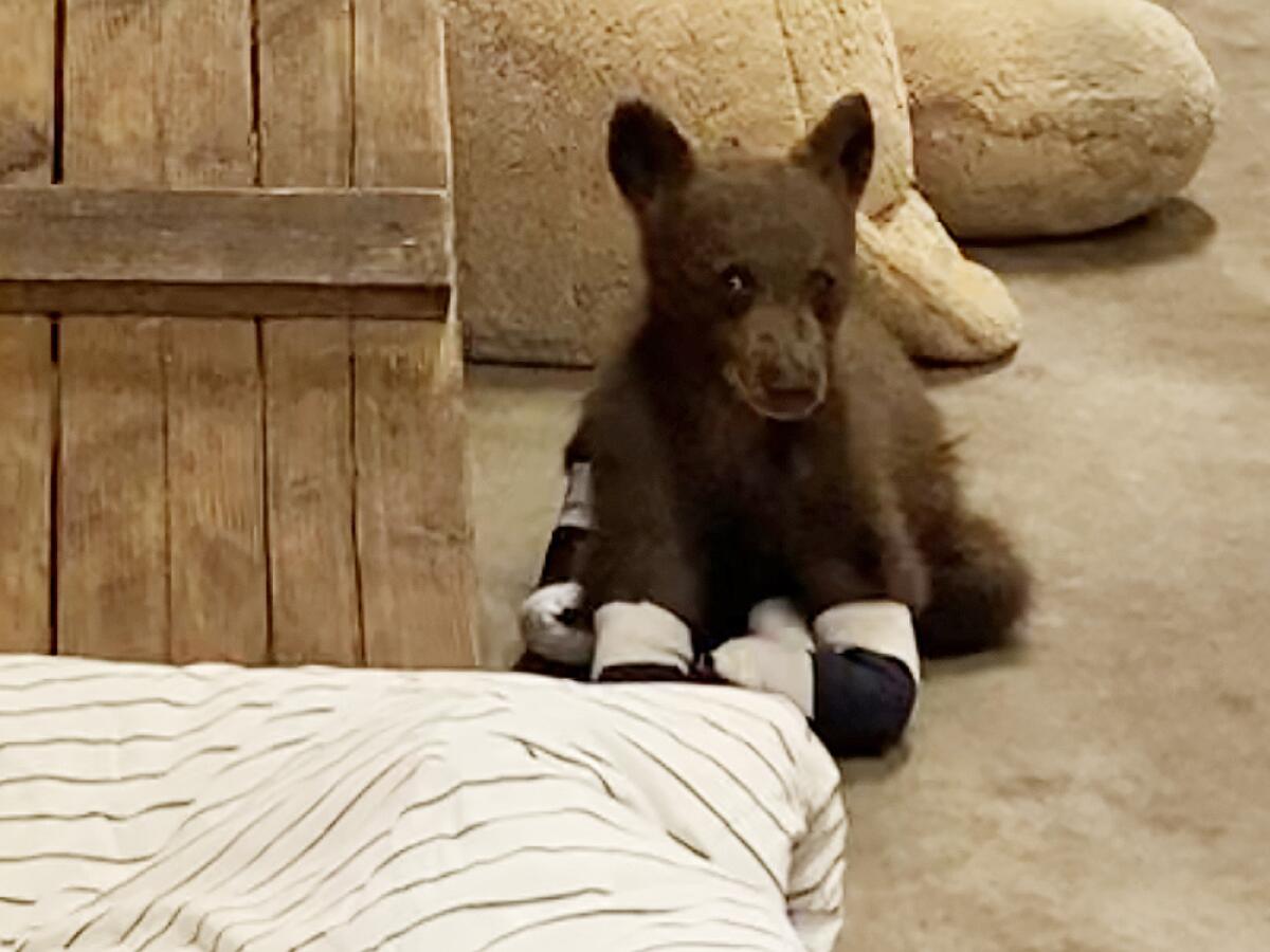 A bear cub with bandaged paws sits on the floor.