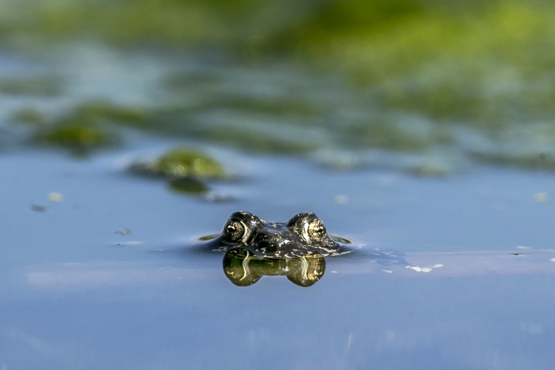 April 1: A toad pokes its head above water