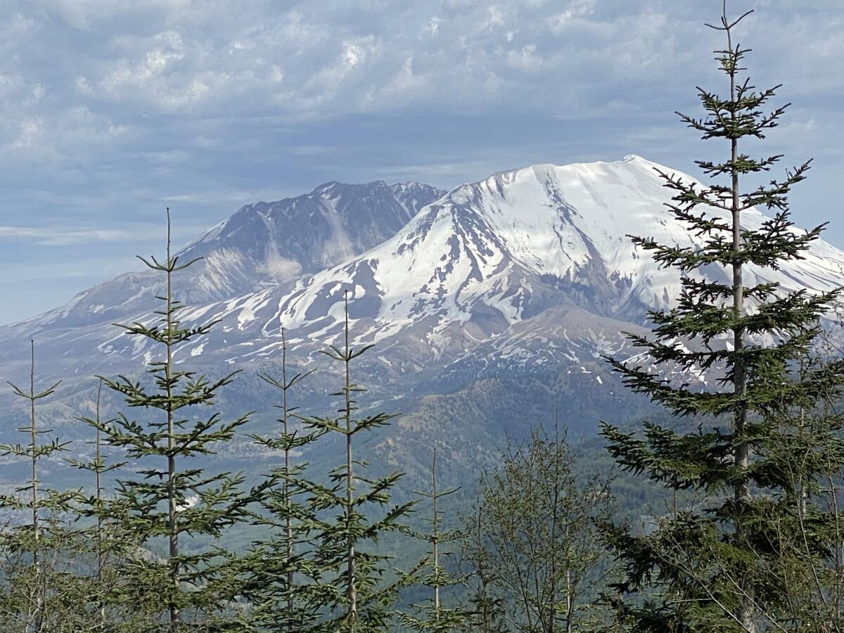 a view of snowcapped peaks, with pine trees in the foreground