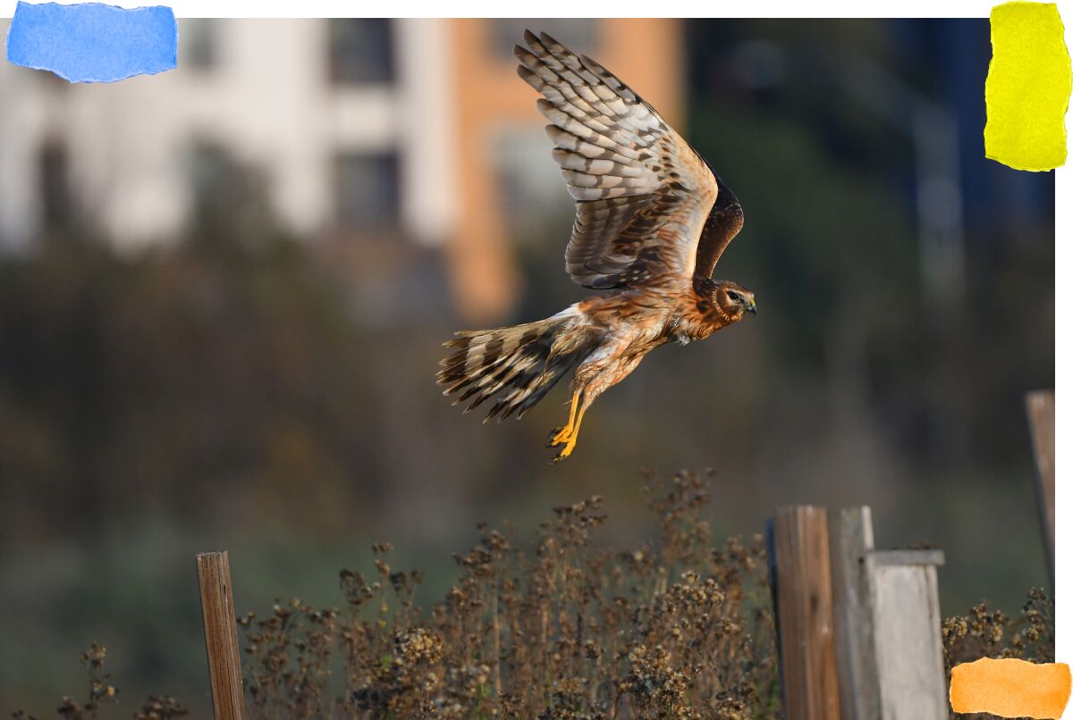 Northern Harrier in Ballona Wetlands.