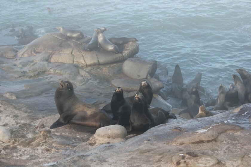 Sea lions at La Jolla Cove are beginning to retreat closer to the water's edge due to the presence of humans on the bluffs.