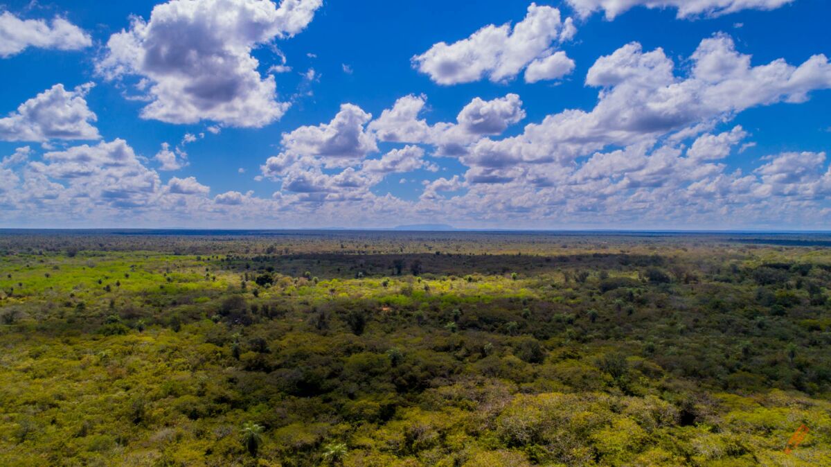 The Gran Chaco, which spans parts of Bolivia, Paraguay, Argentina and Brazil, is a land of big skies and wide open spaces.<br>