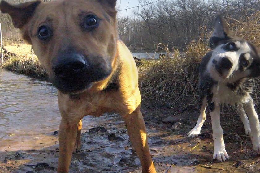 A new study suggests that dogs were domesticated not once, but twice. Pictured here, an image from Tula, a dog who has been wearing a GoPro at Twin Cities dog parks.