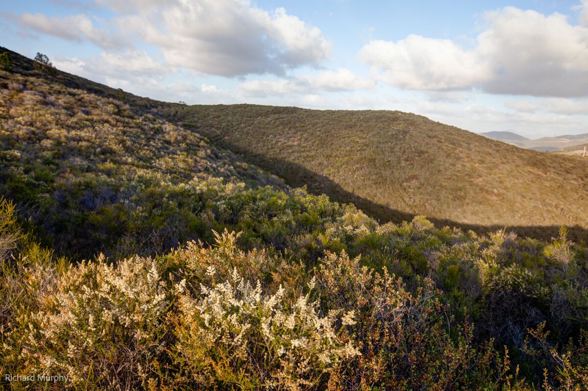 The new LeoMar Preserve.