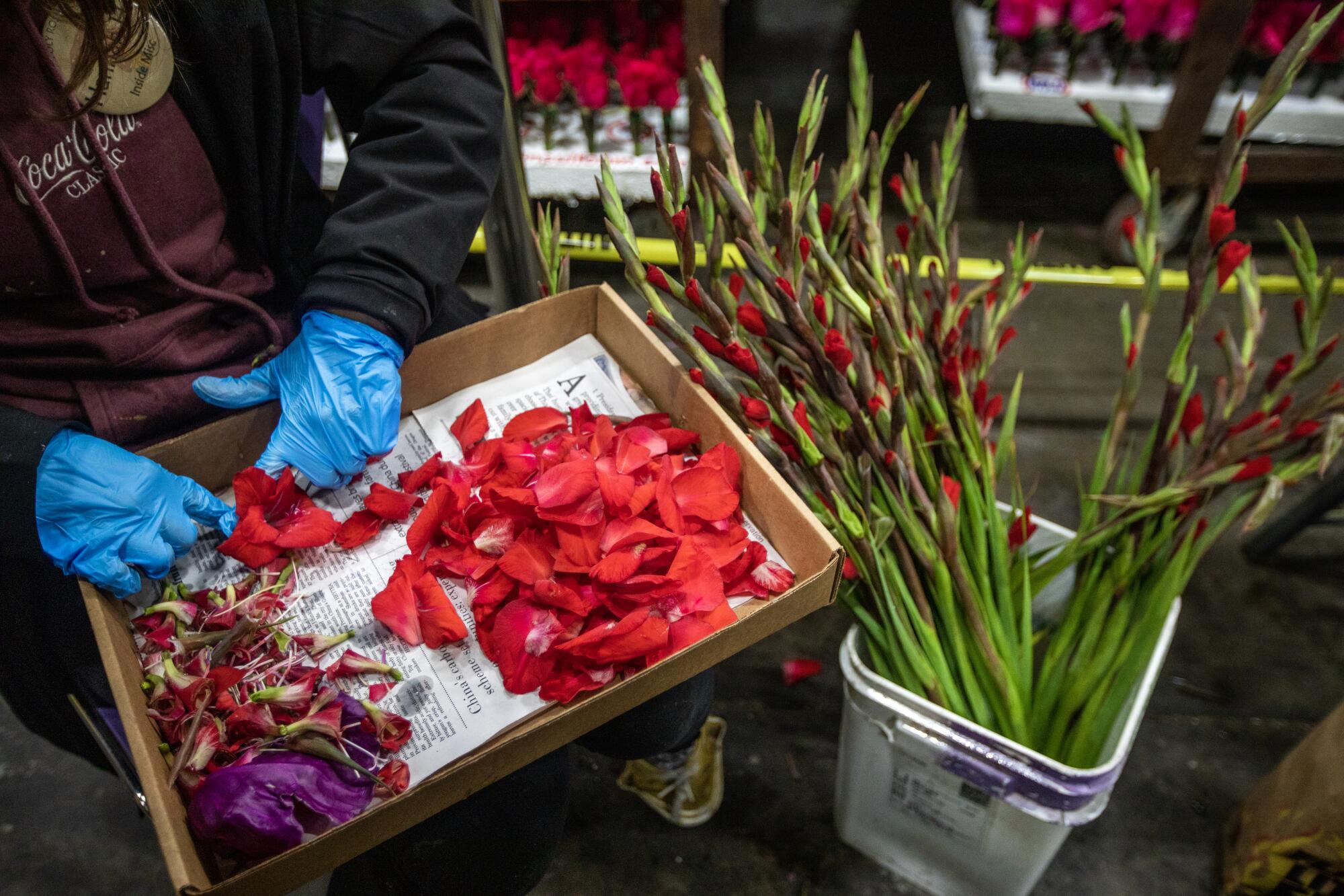 A worker tends to petals in a box