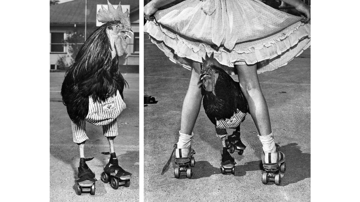 Buster the rooster in his roller skates on Aug. 17, 1952