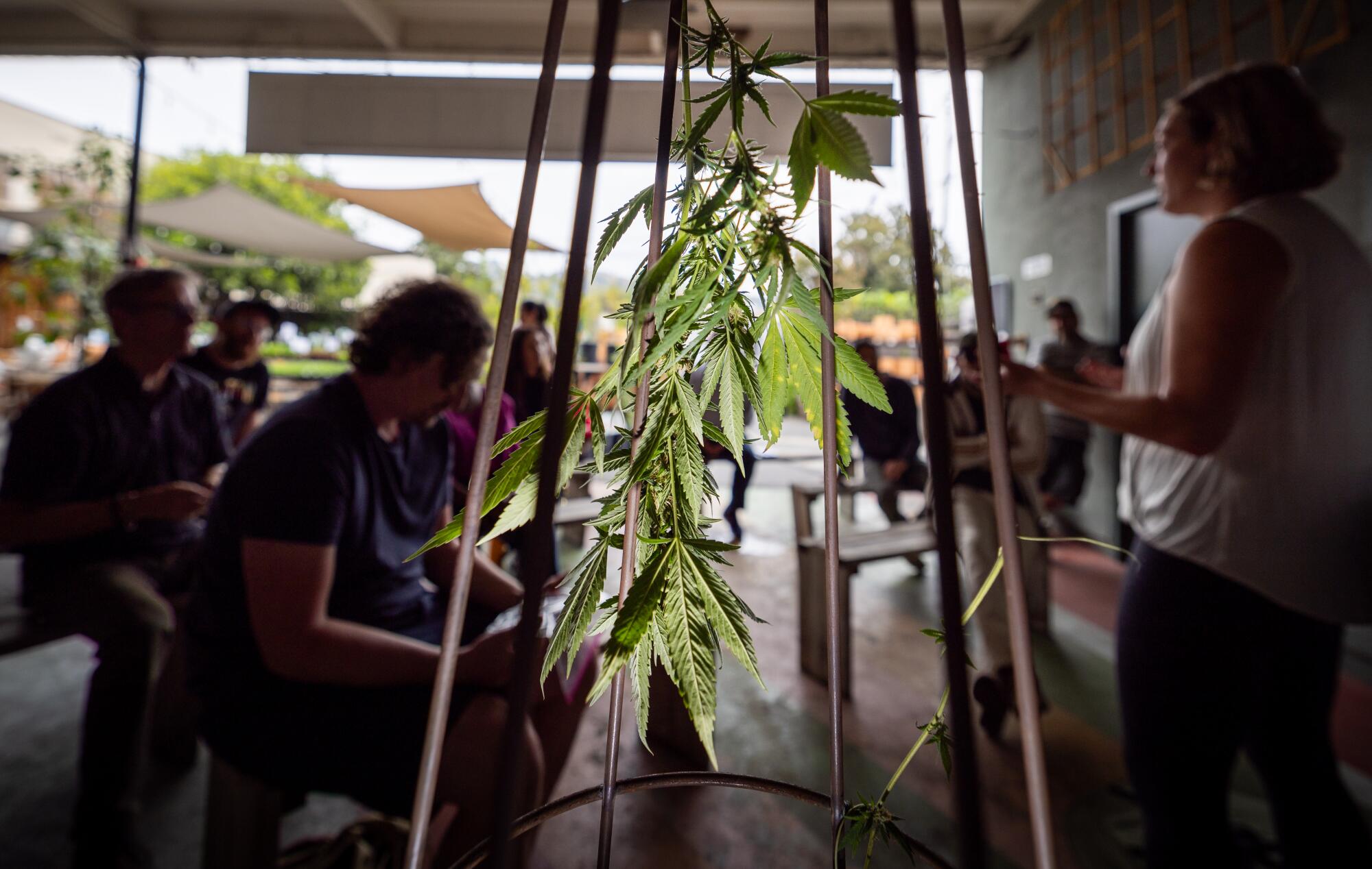 Una rama de una planta de cannabis cuelga de una rejilla con gente al fondo.