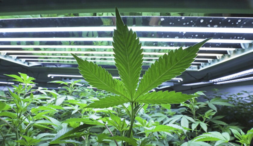 This June 5, 2017, photo shows marijuana plants in the vegetative room at a cannabis cultivator in Fairbanks, Alaska.