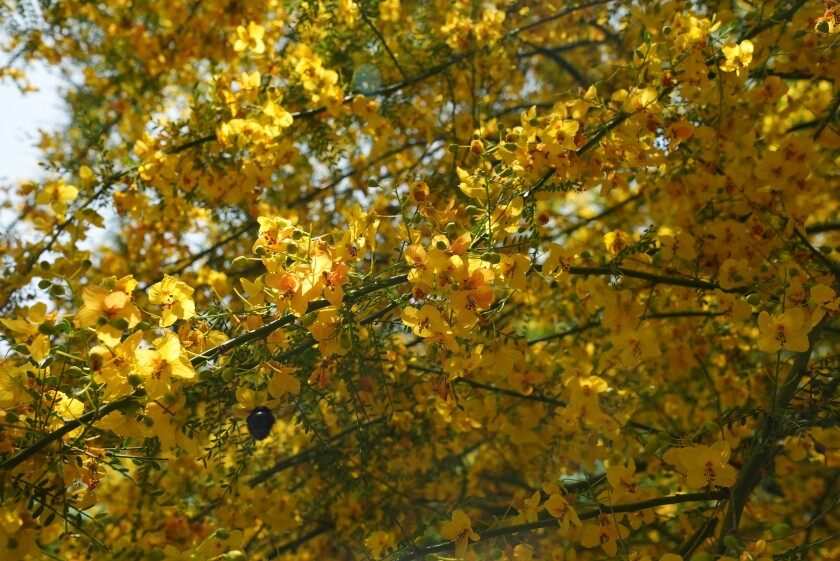leaves on tree