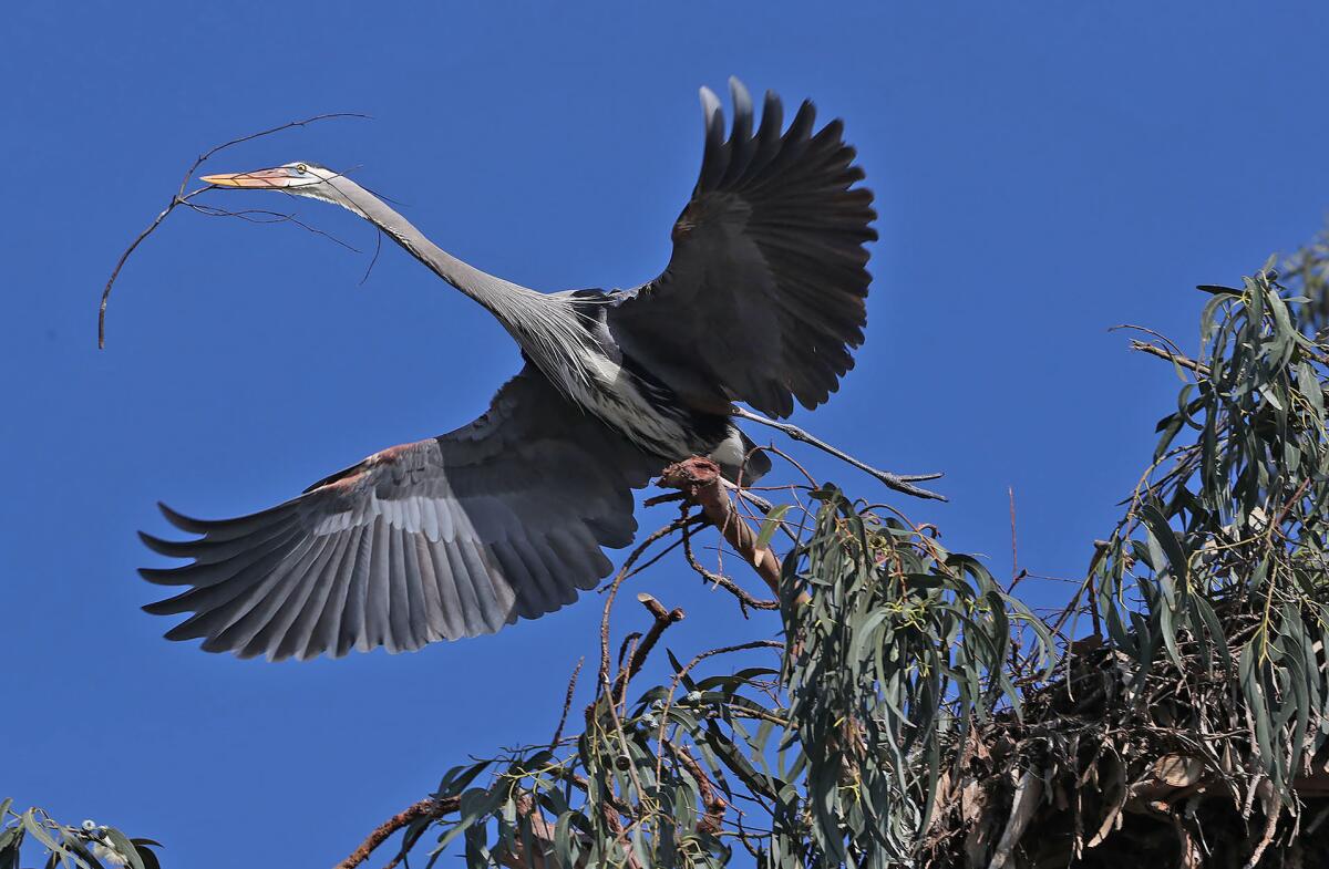 A great blue heron builds a nest in a eucalyptus tree behind the Balboa Branch Library in Newport Beach.