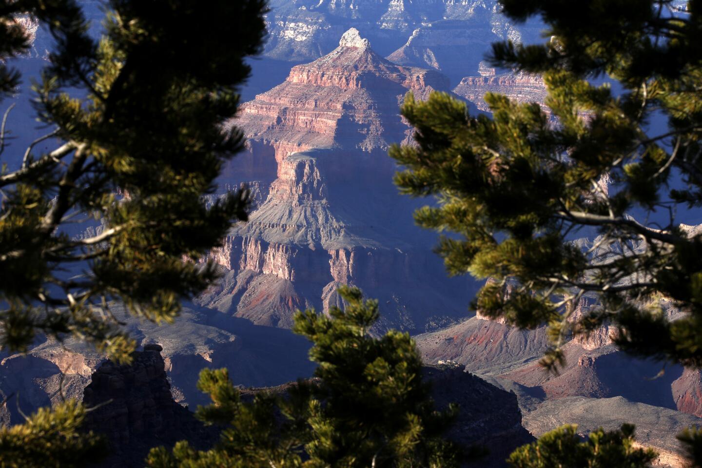 Colorful rock formations in the Grand Canyon are framed by trees on the South Rim.