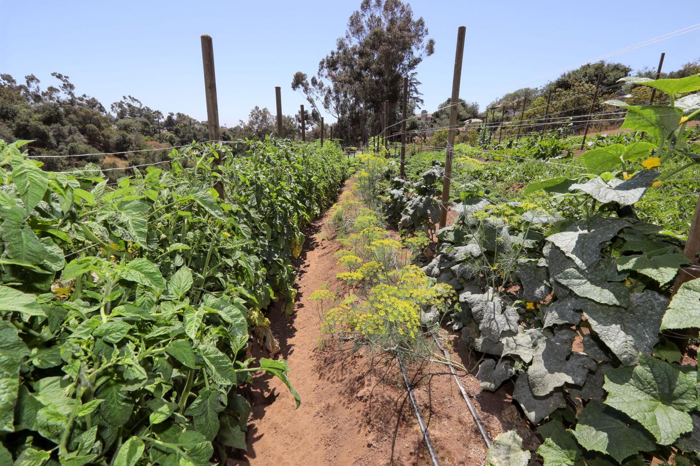 Rows of various things grow at Sand N' Straw Community Farm. At left are tomatoes, at right are cucumbers and in the middle is dill.