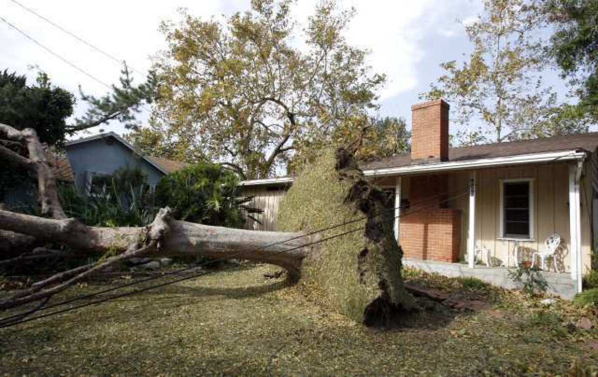 This large tree fell on an SUV art 625 Houseman St. in La Canada Flintridge during last year's powerful windstorm.