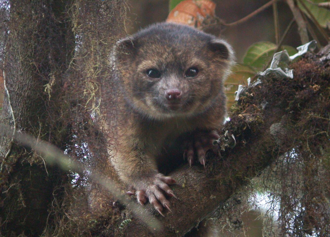 The olinguito, a newly discovered mammal that lives in the treetops of the Andean cloud forest.