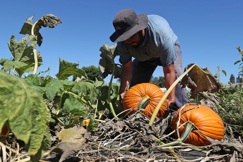 Field manager Brandon Flores finds a beautiful ripe pumpkin grown on the vine at Hana Field in Costa Mesa on Thursday.