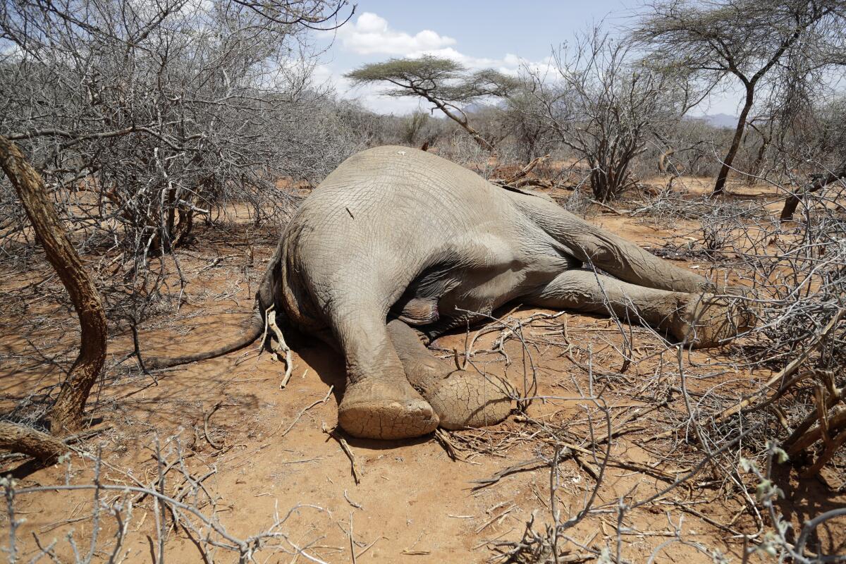 A dead elephant lies amid brush and parched earth.