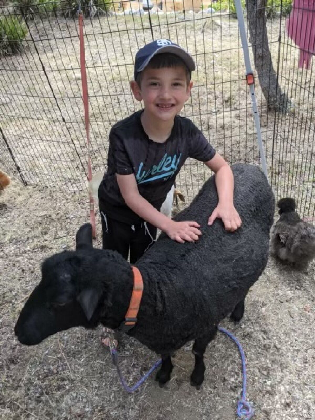 Young guest enjoying Pam’s Petting Zoo.