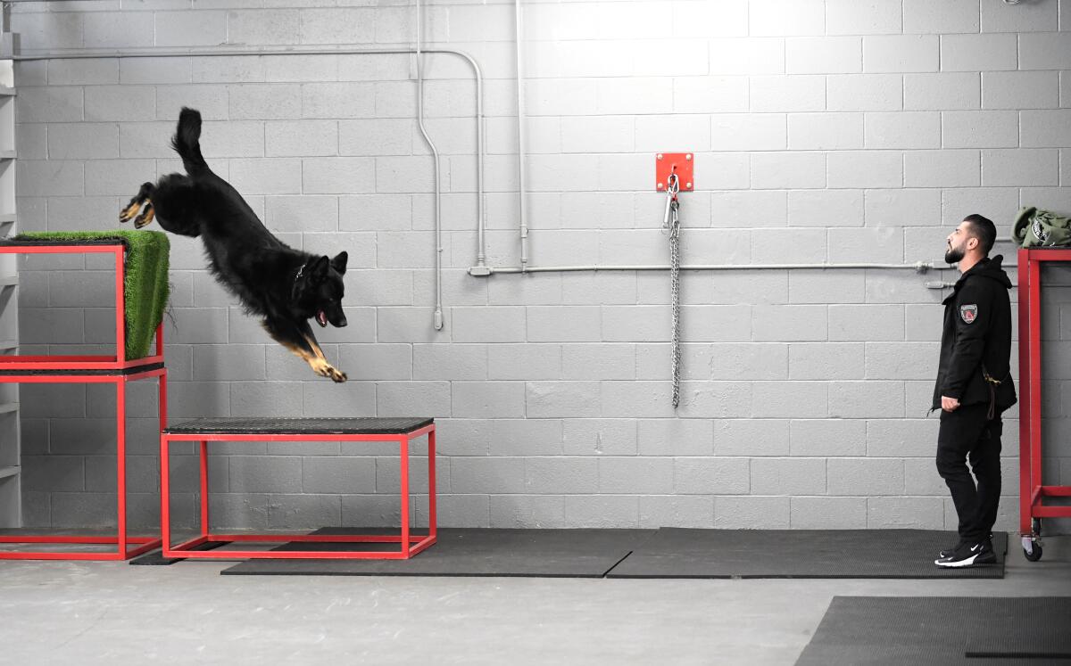 A dog jumps down obstacle stairs while watched by a trainer