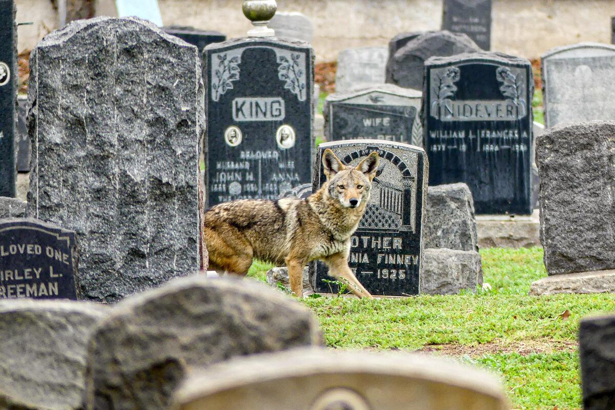 A coyote roams Evergreen Cemetery in Boyle Heights in 2018. 