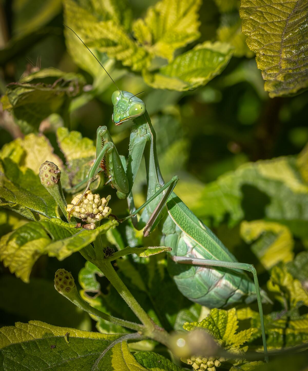 A praying mantis.