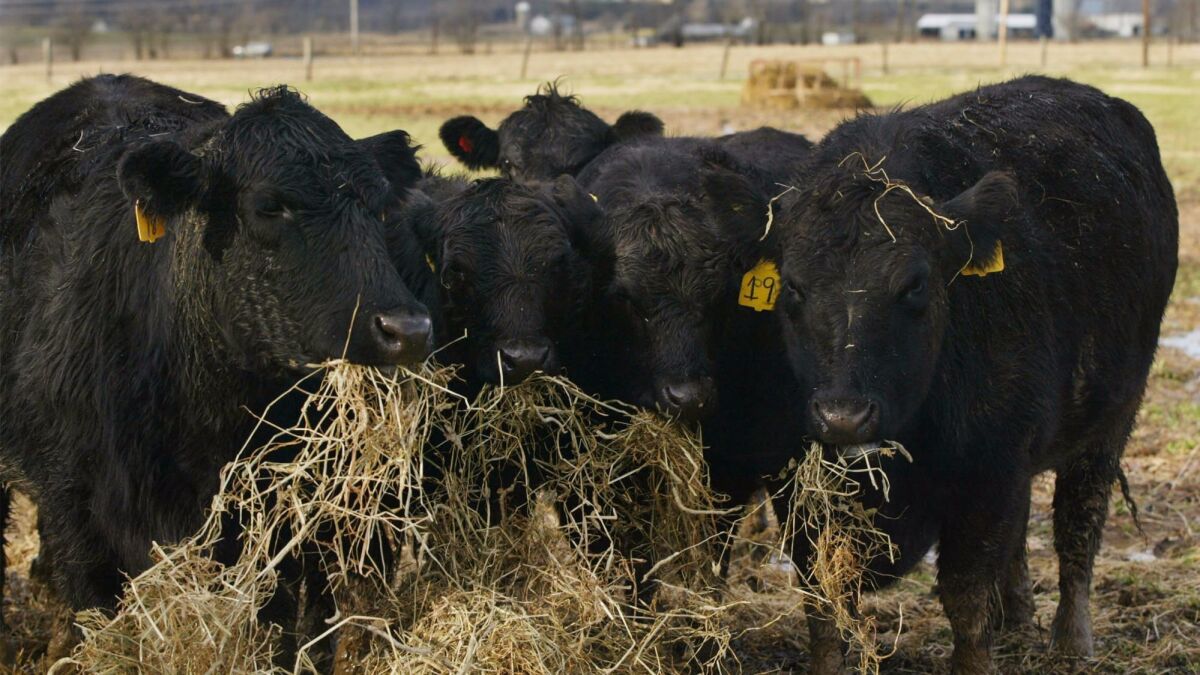 These cattle in Buckeystown, Md., are certified organic, but if farmers are to feed the world with all-organic methods, there will have to be less meat on the menu, scientists say.