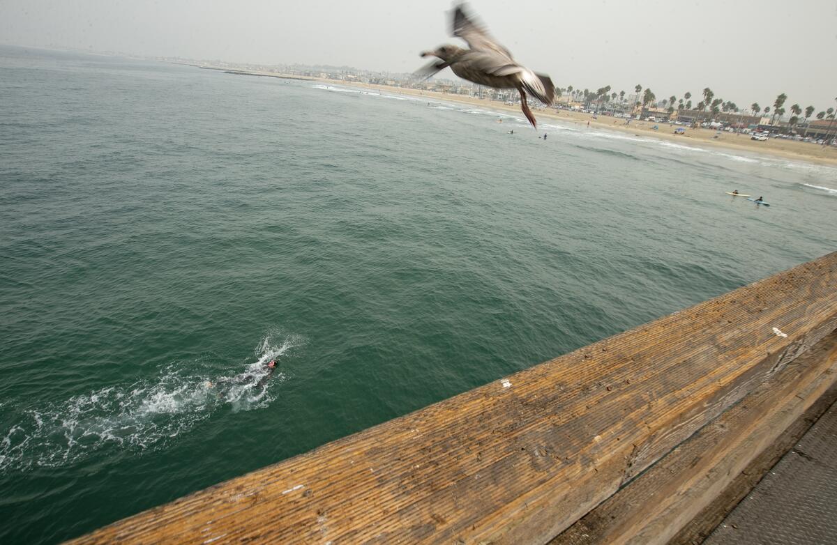 Kenneth Mullinix swims next to the Newport Beach Pier on Friday.