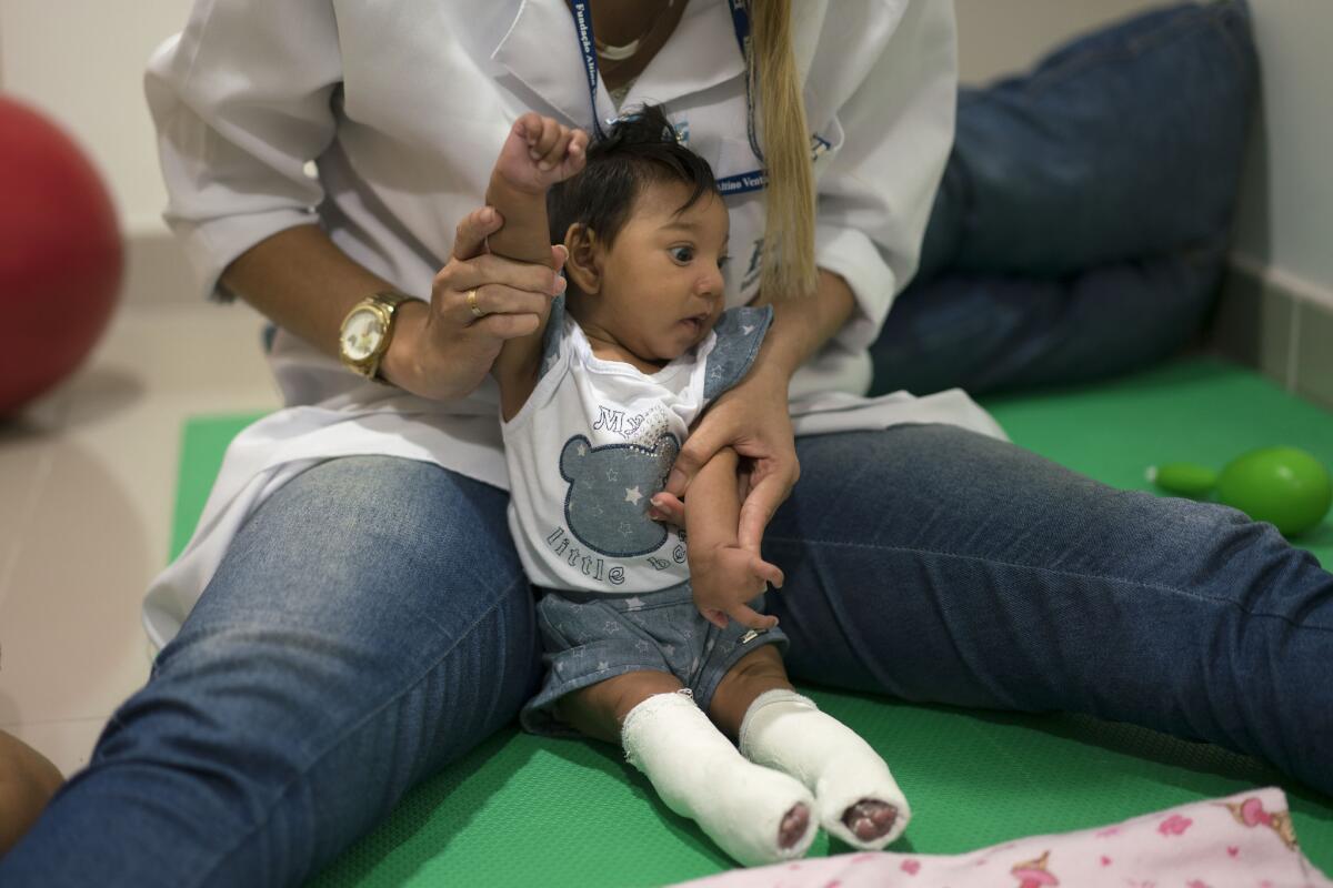 Un terapeuta trabaja con la paciente Luana Vitoria, que tiene microcefalia y utiliza unos yesos correctores de piernas, durante una sesión de estimulación física, en la Fundación Altino Ventura, un centro que provee atención gratuita de salud en Recife, estado de Pernambuco. Brasil se encuentra en medio de un brote de zika y las autoridades dijeron que han detectado un incremento en los casos de niños nacidos con microcefalia, pero que no está totalmente comprobado el vínculo entre el virus y esa malformación congénita en la cabeza. (AP Foto/Felipe Dana)