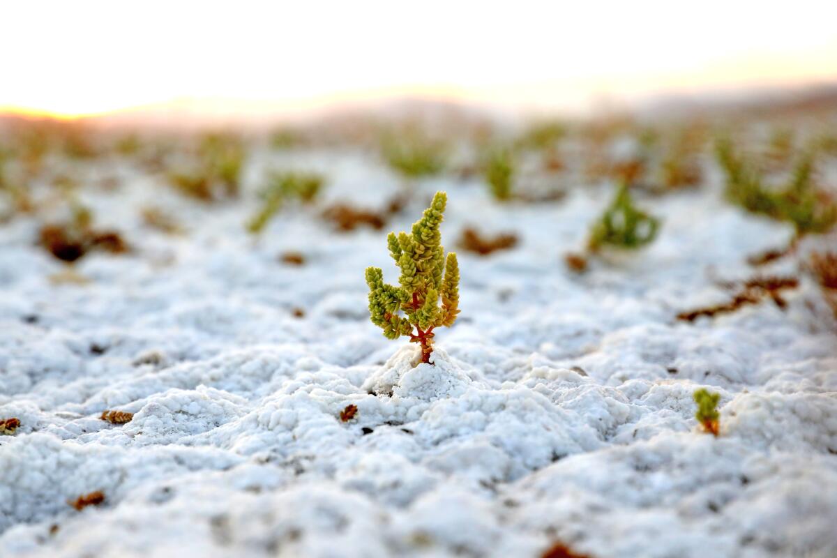Amargosa niterwort plants grow through the salt crust of the Amargosa River Basin east of Death Valley National Park.