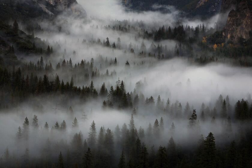 In October, after the sun goes down, the fog and low clouds often cling to the treetops in the Yosemite Valley.