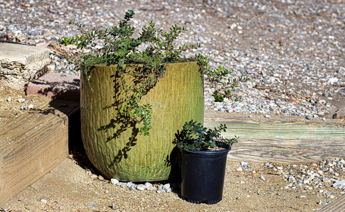 'Emerald Carpet' manzanita 