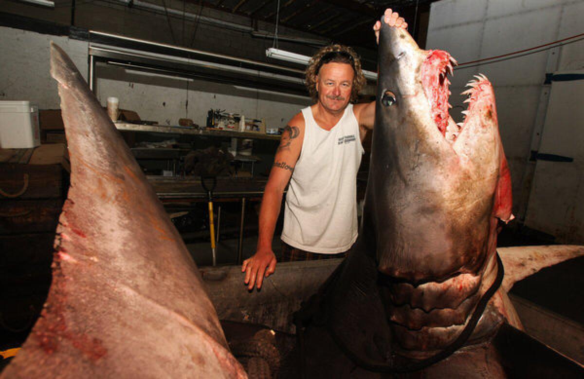 Kent Williams, owner of New Fishall Bait, stands next to a 1323.5 pound Mako shark at the company's headquarters in Gardena in June. Three friends caught the animal off the coast of Huntington Beach.