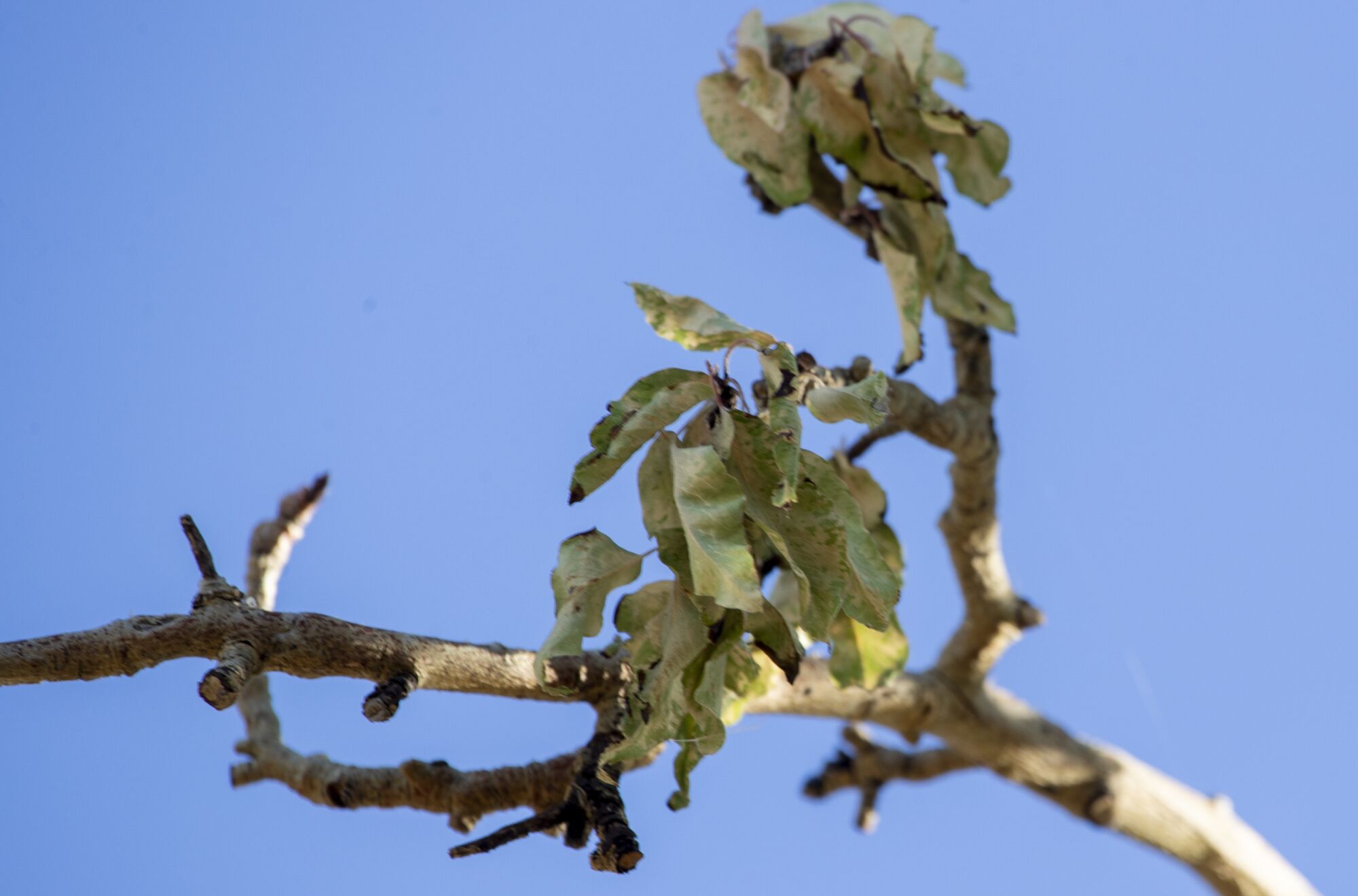 Fire blight, oozing cankers and blackened leaves on the branches of a pear tree, at the Manzanar National Historic Site.