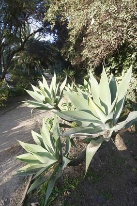 Mandeville Canyon