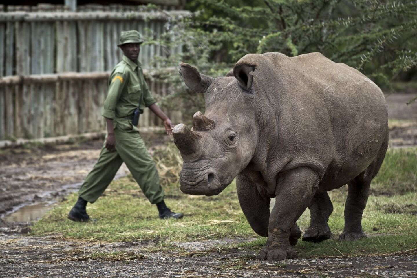 Three of last five endangered rhinos