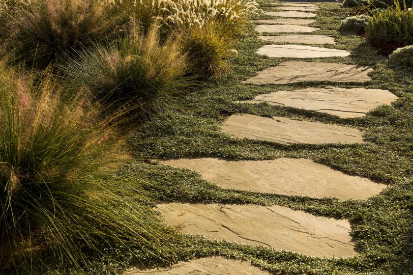 Dymondia margaretae lines the path to the front of this Santa Monica house. "After its first year it will become a tight mat and will look stunning," landscape designer Mimi Kahn says. She also planted mounding Muhlenbergia rigens (Deer grass), Provence lavender and Artemisia pycnocephala 'David's Choice'.