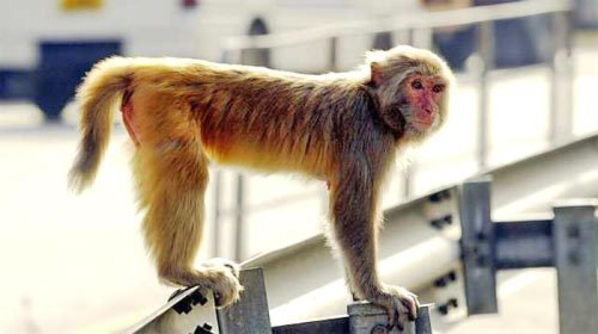 Work published online by the journal Nature, a US-led team said they had created cloned embryos from rhesus macaques using the same method that created Dolly the Sheep and other animals.