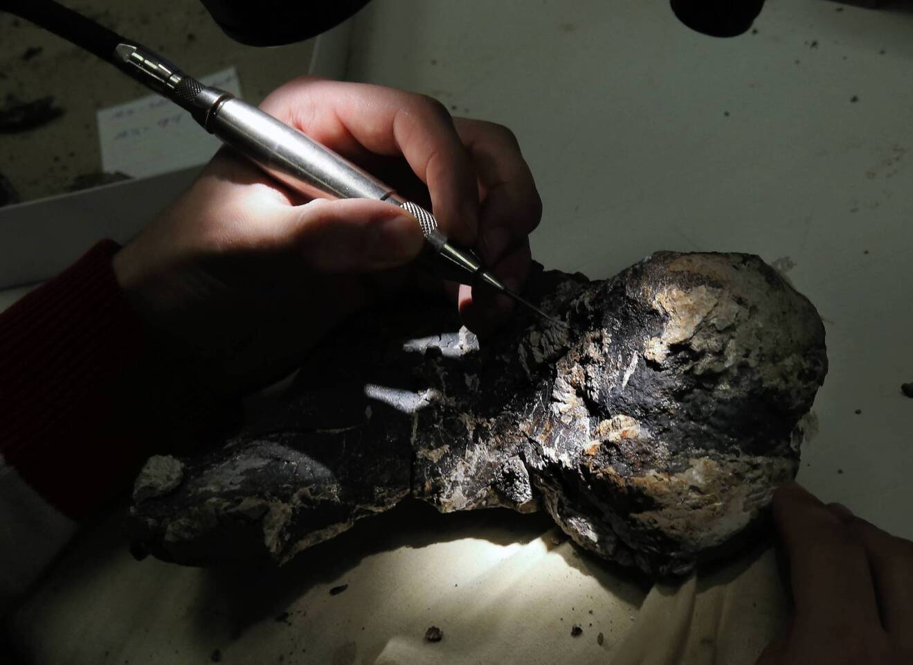 A technician cleans up a bone fragment at the Field Museum. The new predator was over 30 ft. long and weighed more than four tons.