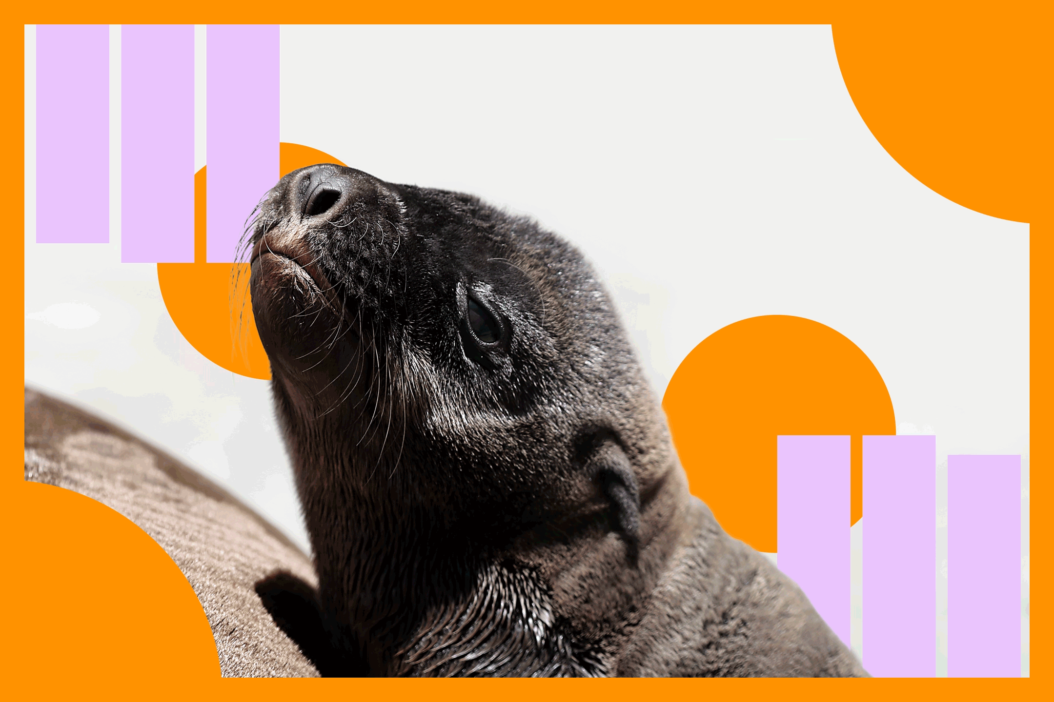 A sea lion pup with a moving orange and purple background.