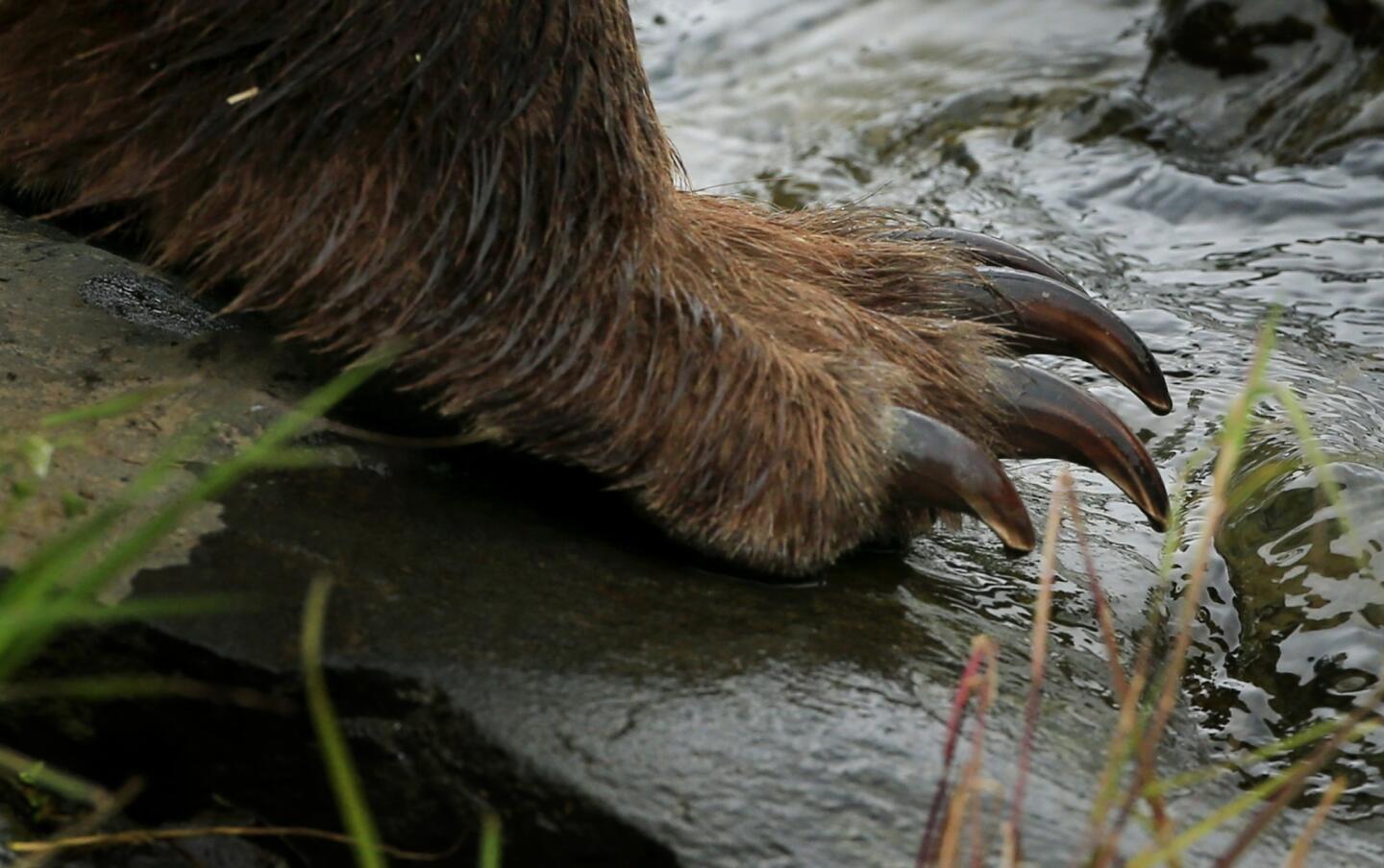 The coastal brown bears of Brooks Camp, Alaska