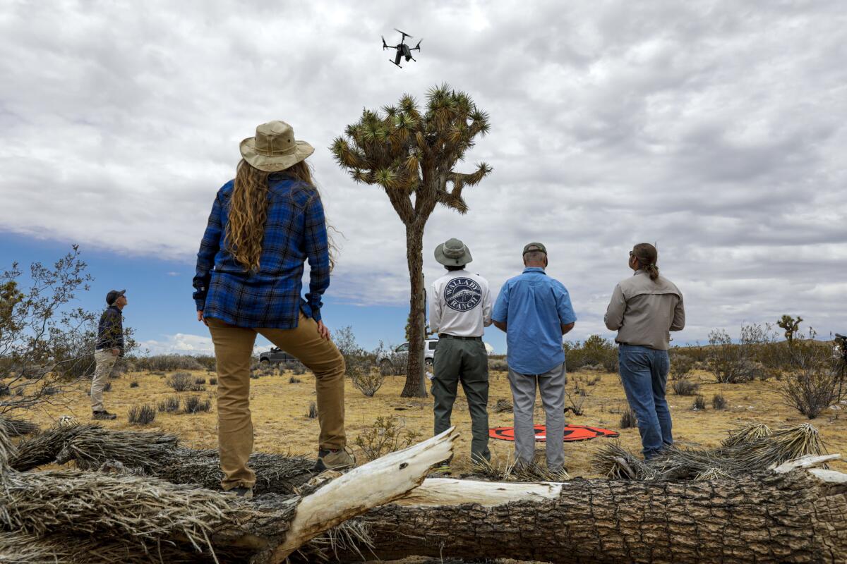 Los biólogos demuestran un dron armado con una pistola de agua cargada con aceite vegetal, diseñado para volar sobre los nidos de cuervo en los árboles en North Barstow que hace estallar los huevos al contacto con el aceite. (Irfan Khan / Los Angeles Times)