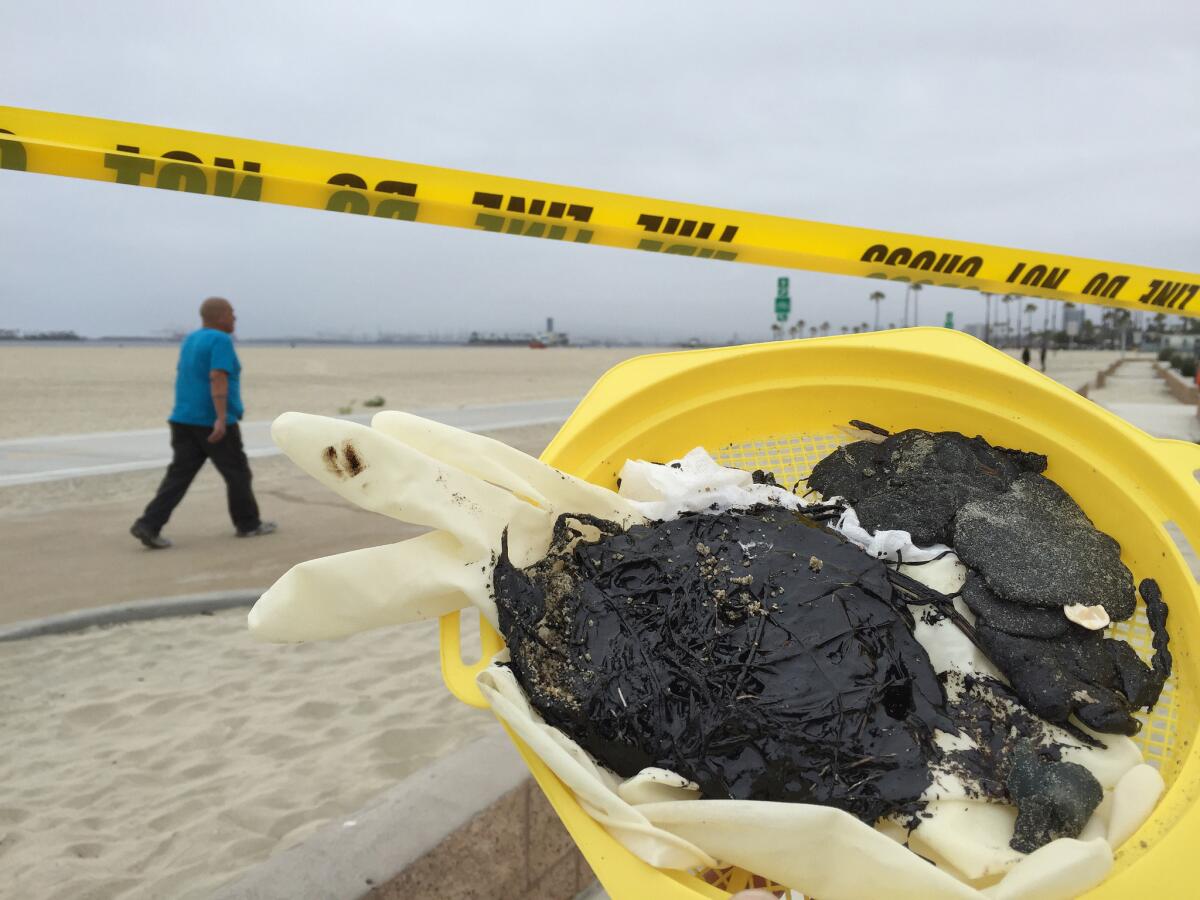Some of the tar that was removed from the coastline in Long Beach on Thursday.