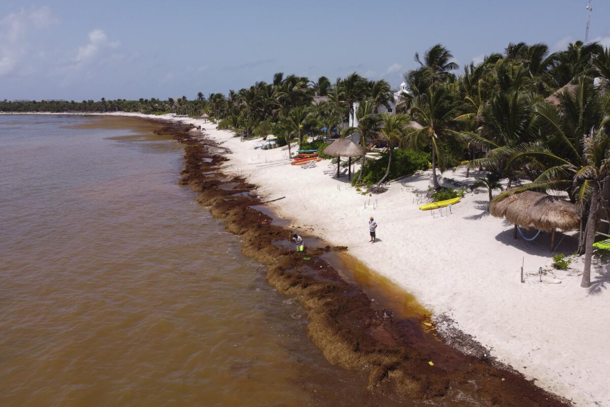A worker removes sargassum seaweed from the Bay of Soliman in Mexico