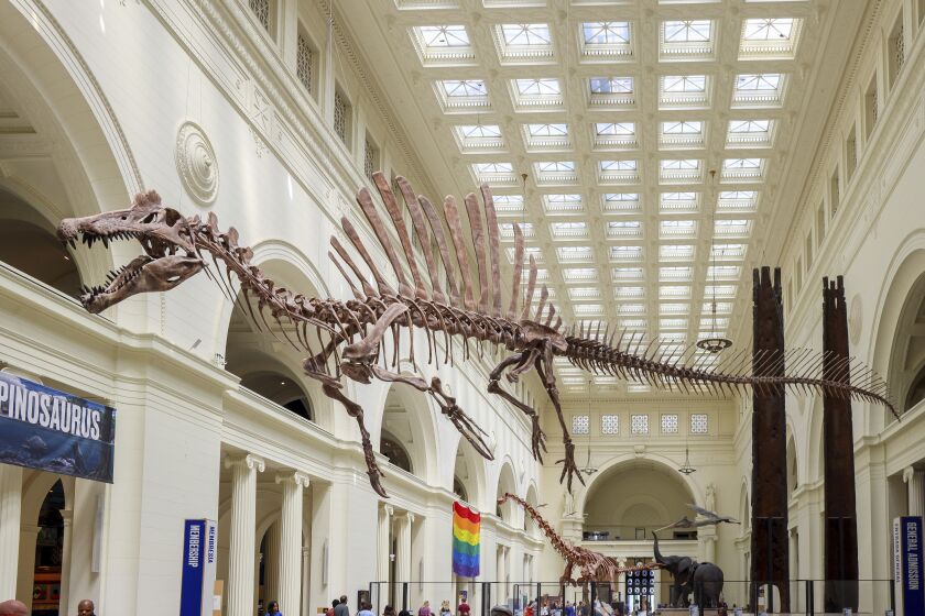 The 46 foot long cast of a Spinosaurus suspended high above the Field Museum's main hall after its unveiling, June 2, 2023, Chicago. The cast is about 60 percent of a skeleton, the most complete specimen of the species. (AP Photo/Teresa Crawford)