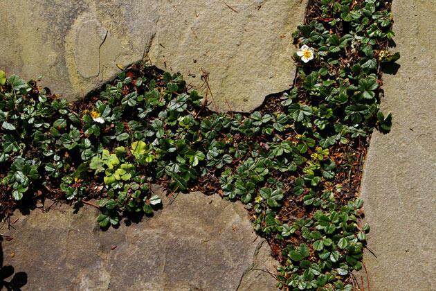 A family garden makeover