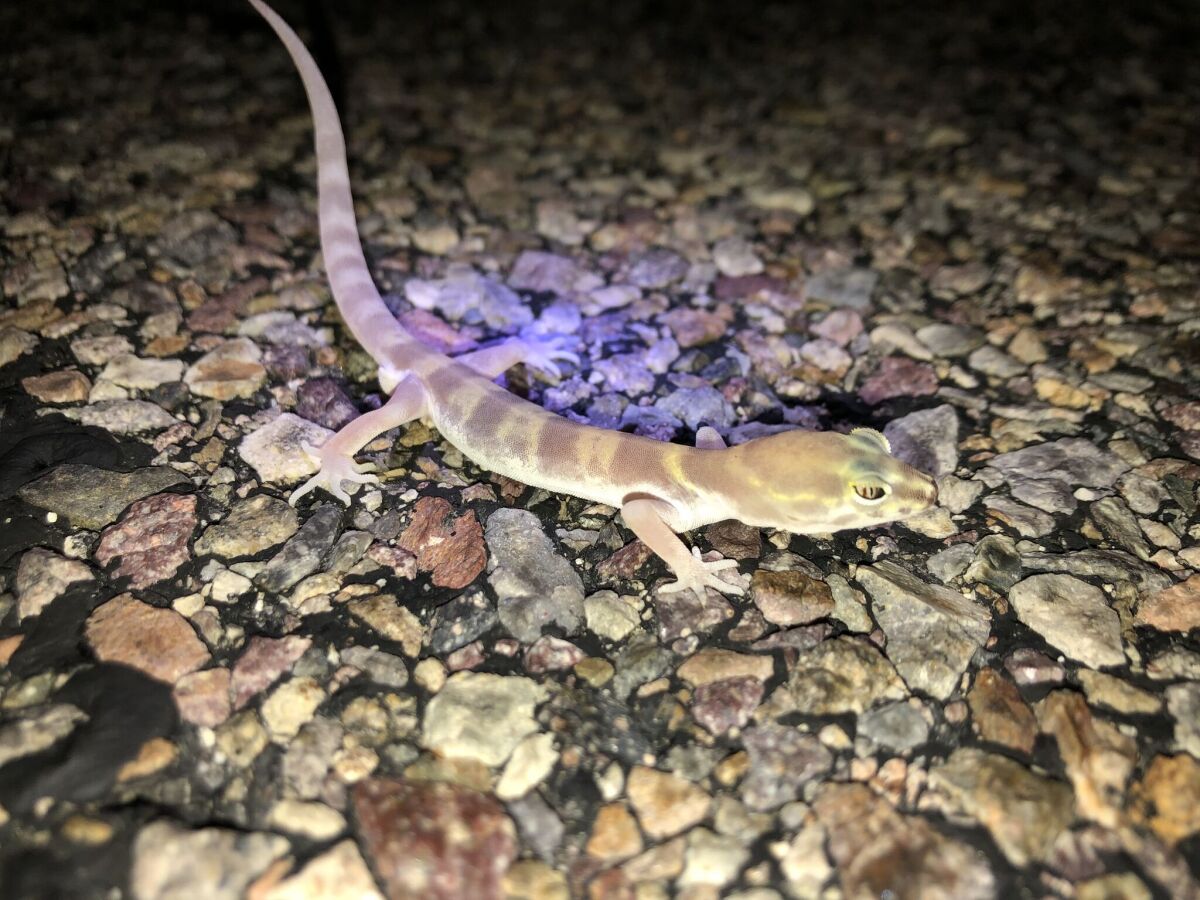 A San Diego banded gecko, observed in San Diego during the 2020 City Nature Challenge, an international biodiversity event.
