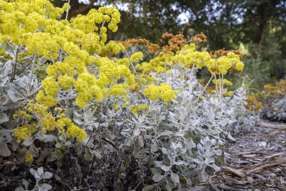 shrubs with yellow flowers