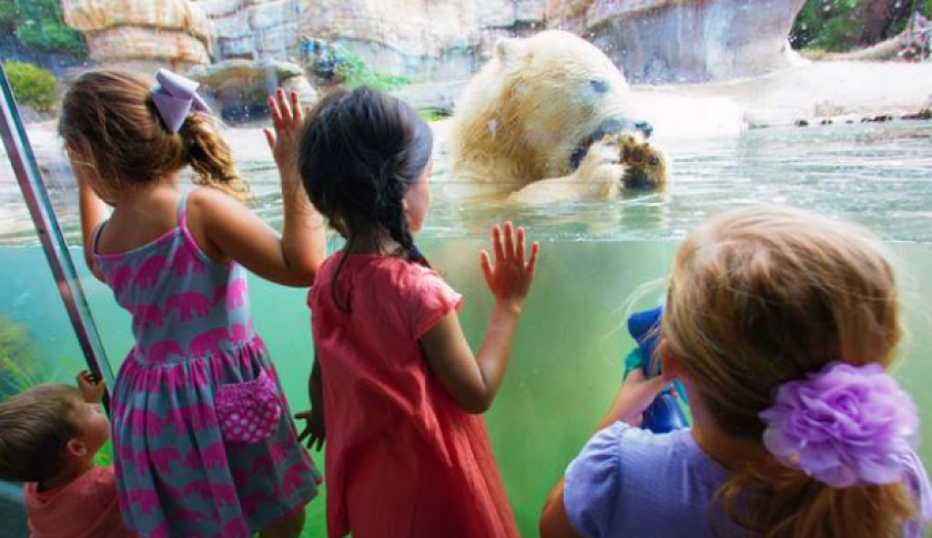 Young visitors to the San Diego Zoo get a close look at a polar bear.