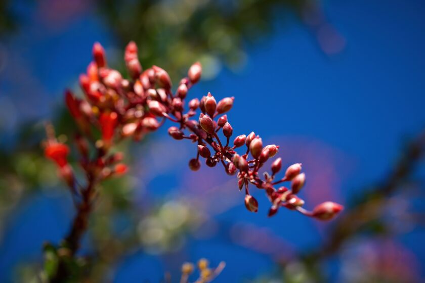 An Ocotillo with red buds near its blooming period at Anza-Borrego Desert State Park.