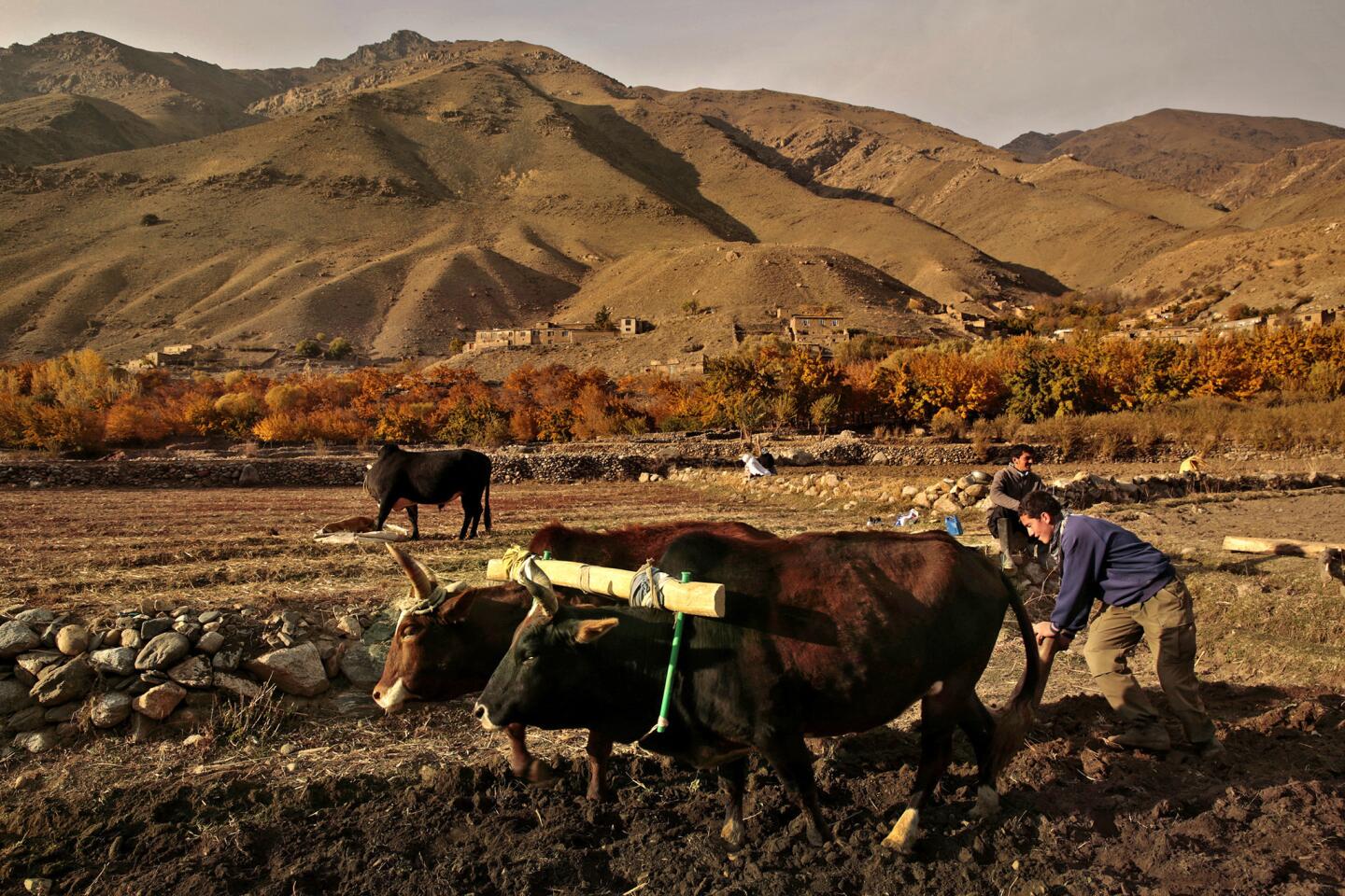 Planting wheat in Afghanistan's Panjshir Valley