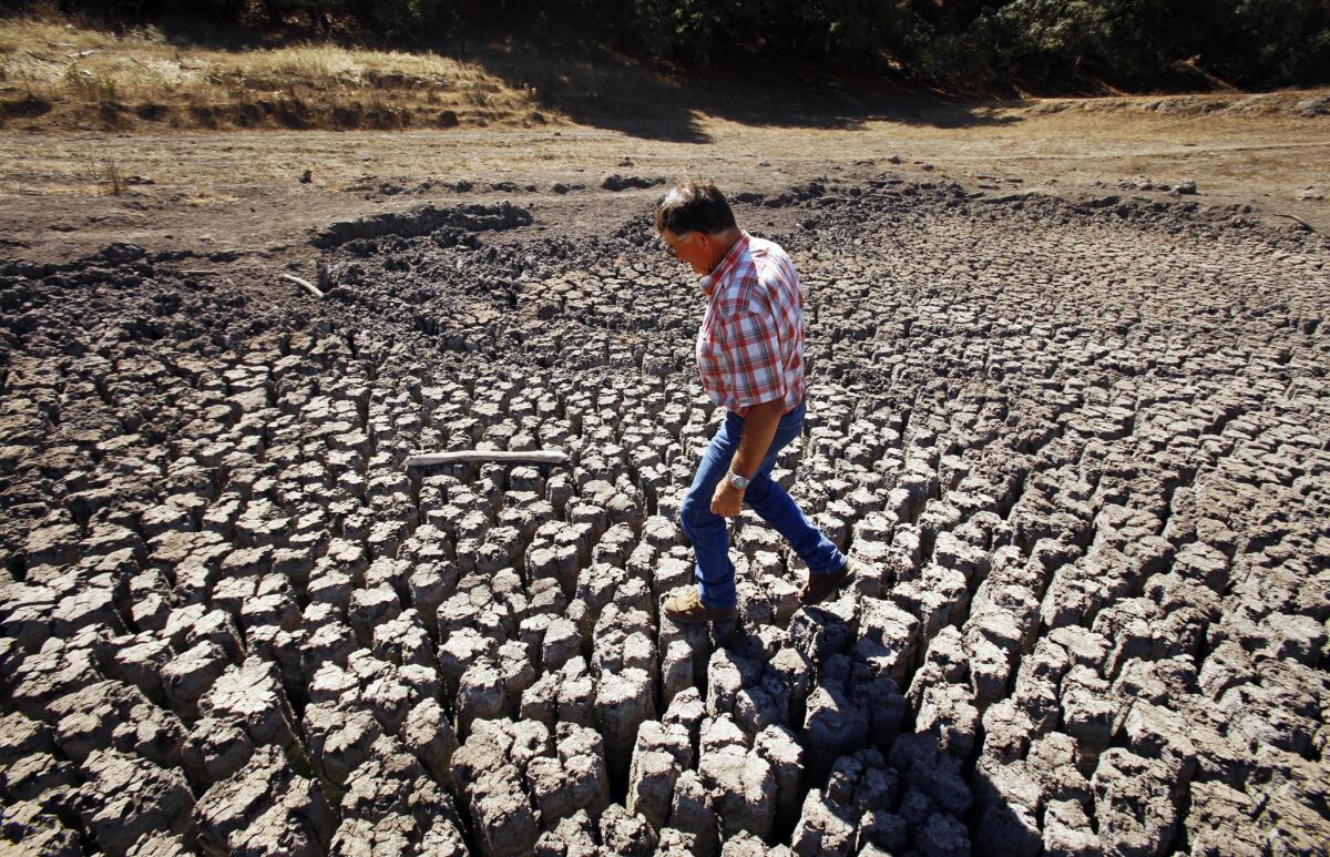 Rancher Jon Pedotti walks on the cracked remains of a parched lake bed of his 1,561-acre ranch located along San Simeon Creek in the Santa Lucia Mountain foothills of Cambria, CA that are brown from drought on October 1, 2014.